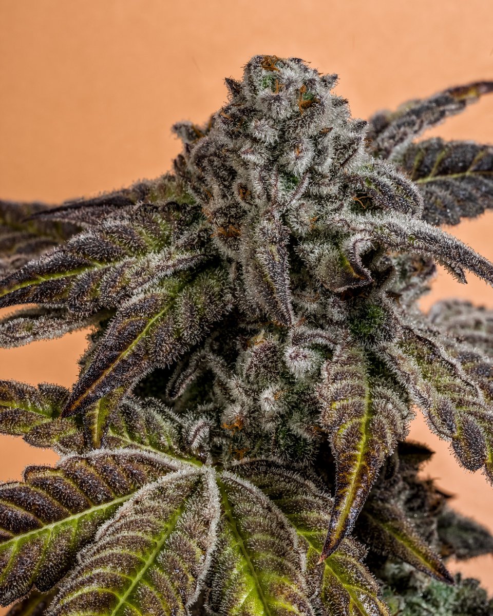 sessionshigh's tweet photo. Macflurry (Ice Cream Cake X M.A.C) grown by local legend #ogksuge

#macflurry #icecreamcake #cannabisphotography #trichomes https://t.co/SqT8BQ56Ap
