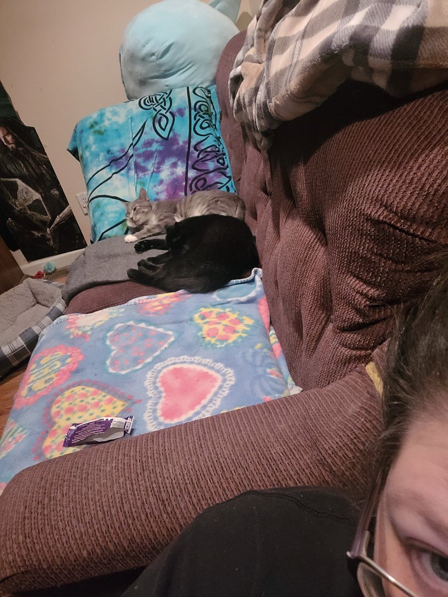 lynnslagle42's tweet photo. Bernie has been inside for 4 months now. It's the 1st time she's gotten on the couch, and the 1st time, Rosa has allowed Bern to sit next to her. Granted, when I took pic, Rosa smacked her for laying her head her butt 🤣 #edgarsfamily #formalferal #notouchiebutt #gettinalongsorta https://t.co/ZkjvTCHi3c