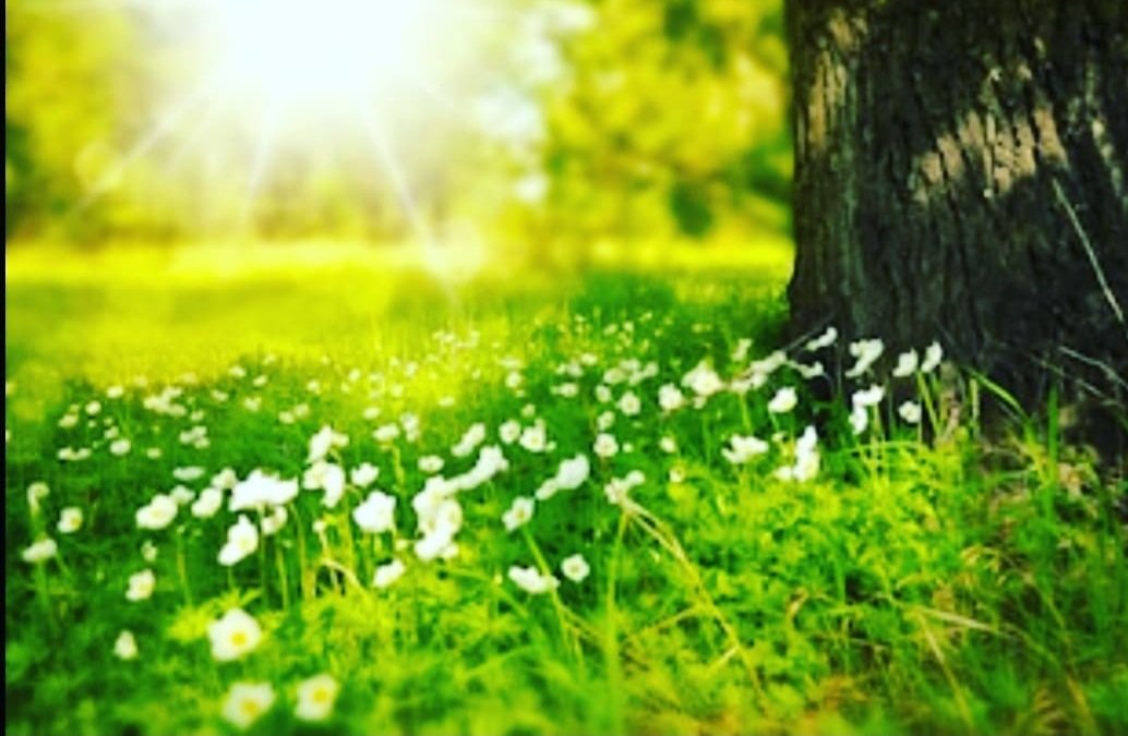 SatreeCoaching's tweet photo. The grass is greener where we water it. 
We often put our focus on the success of others. Remember, our success depends on the ACTIONS we take and the CHOICES we make. This week plan small steps forward towards the life you want #grassisgreener #action #yourchoice #lifecoaching https://t.co/lND9WJCQYI