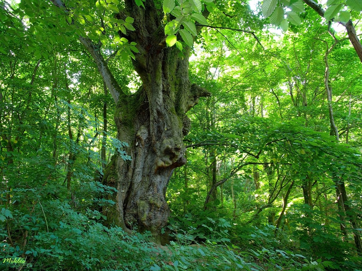 arboles_magicos's tweet photo. El tilo de Felsómocsolád (Hungría) tiene 400 años, dice la leyenda que, tras un incendio, dio las semillas para la repoblación del bosque con ayuda de un druida que acabó fundiéndose con el árbol, que desde entonces es protector de la naturaleza. https://t.co/VaUYmNRlFA