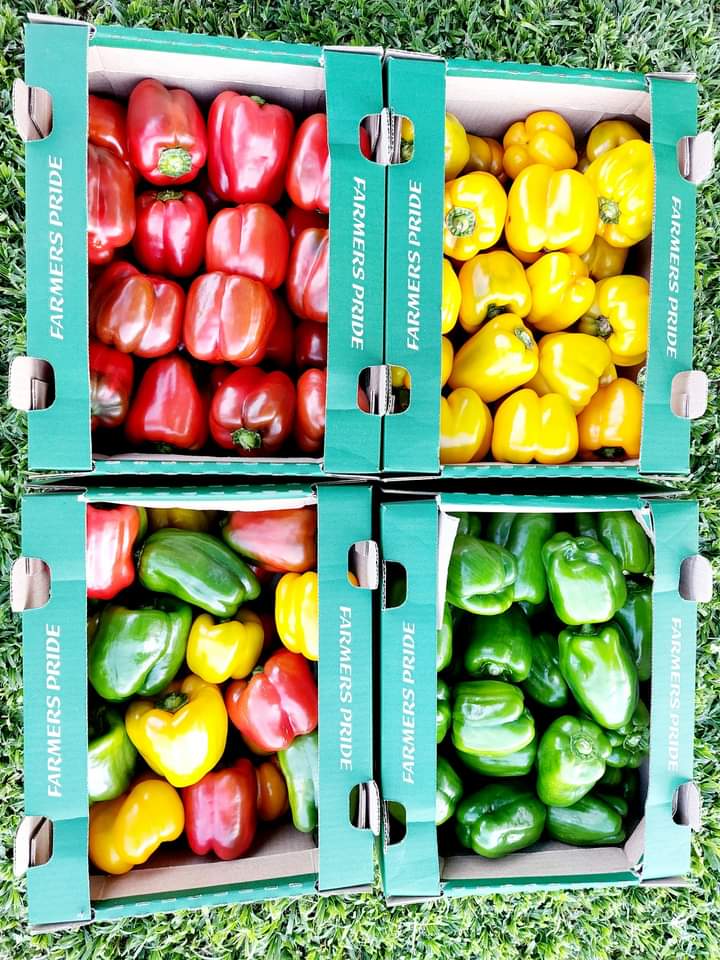 BwSlice's tweet photo. For an assortment of peppers, check out Ranko Farms. Red or Yellow peppers are P80, mixed peppers are P60 and green peppers are P40. Order on +267 71 371 130

#LocalKaMonate
#Botswana
#peppers https://t.co/OWfYOiLyKW
