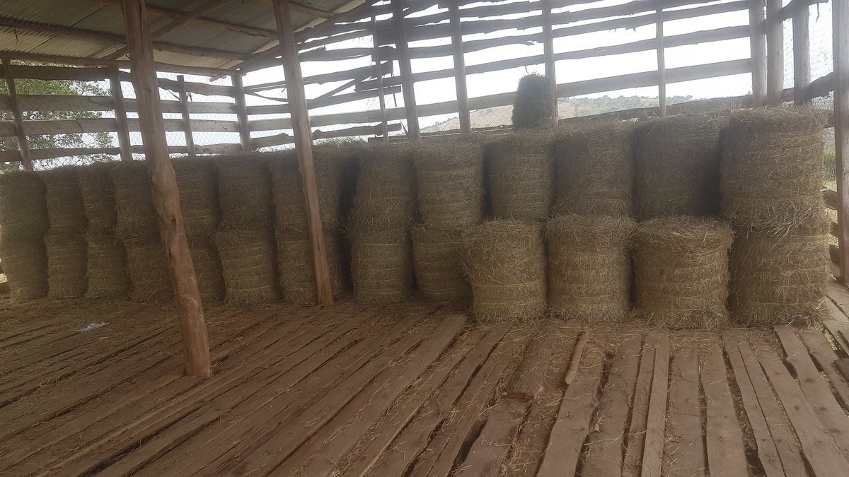 simon_nimusiima's tweet photo. Job delivered. Another happy client 😊
#HayMaking
#FarmGuy https://t.co/tkflaYk3eC
