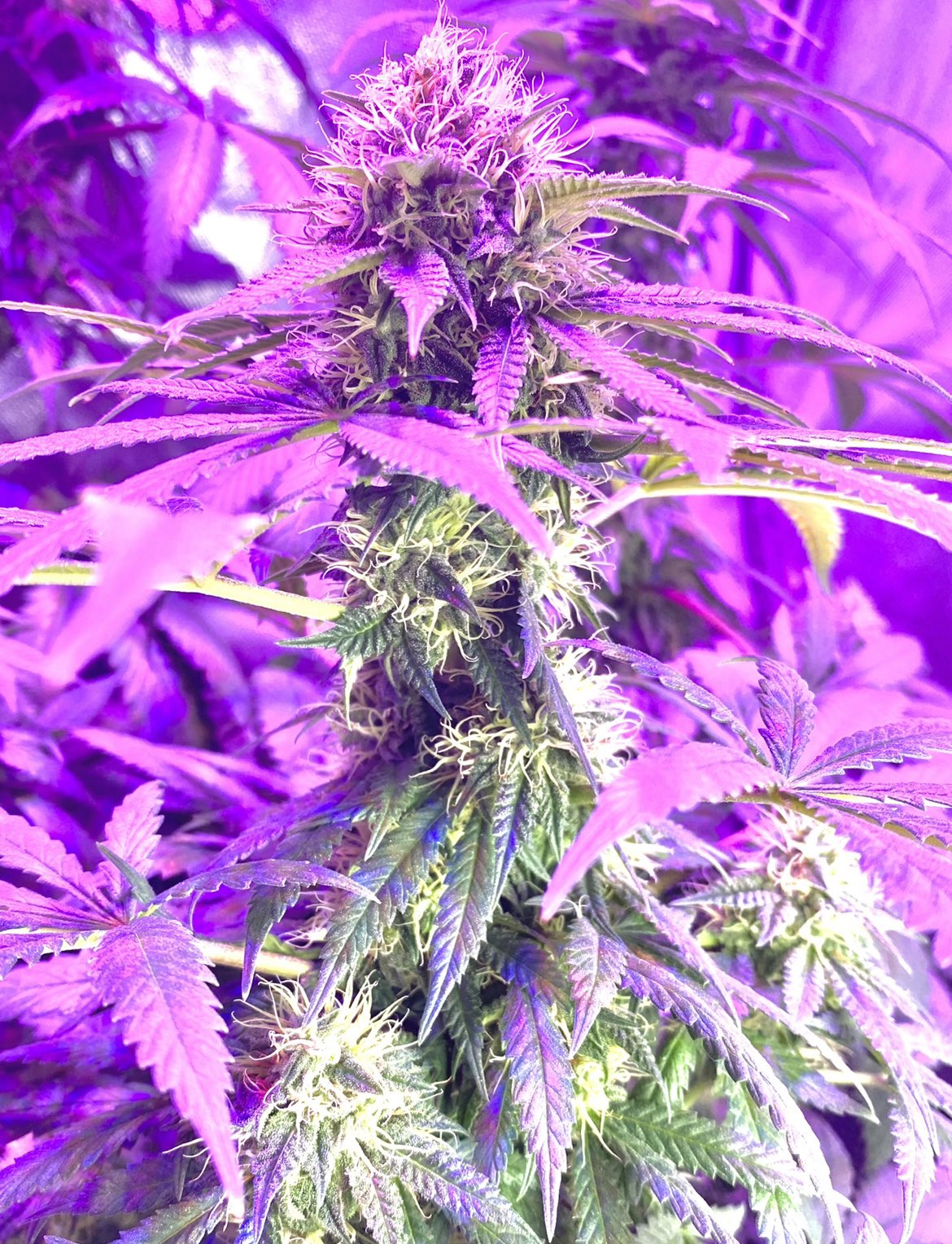 City 4network City La Jah Twitter