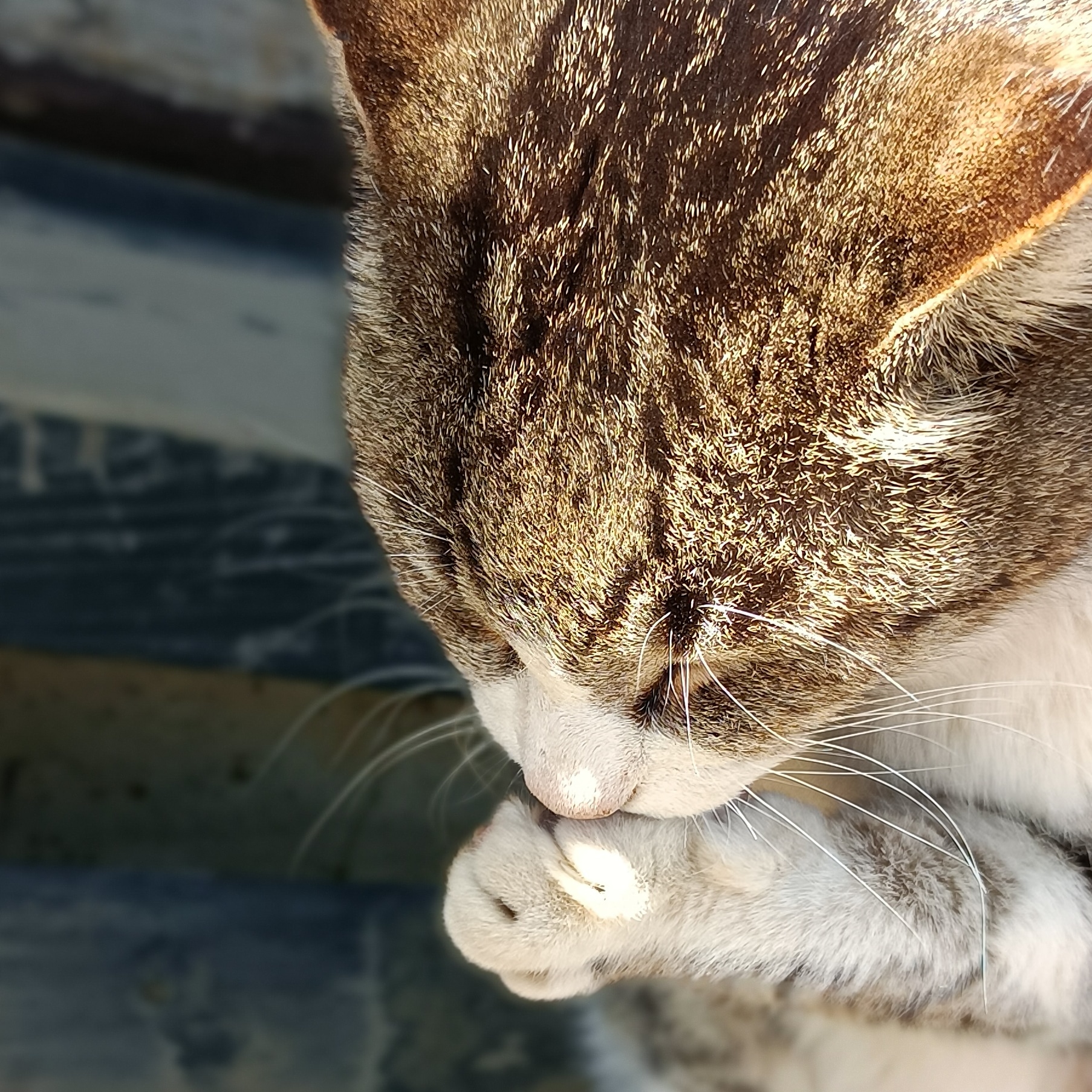 そうめんフォロバ 前の待ち受け まじ可愛い 待ち受け まちうけ 猫 可愛い 猫好きさんと繋がりたい 猫かわいい 外 T Co Qoapc9dbrs Twitter