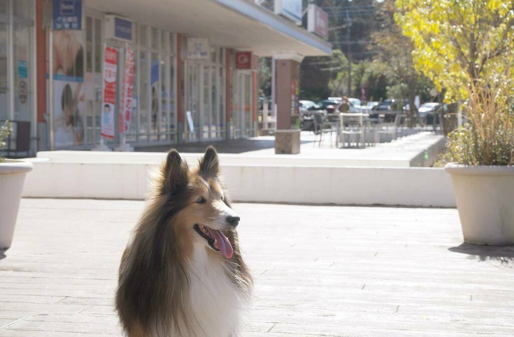 かわいい子犬屋さん Twitter Search Twitter かわいい子犬屋さん Twitter Search Twitter