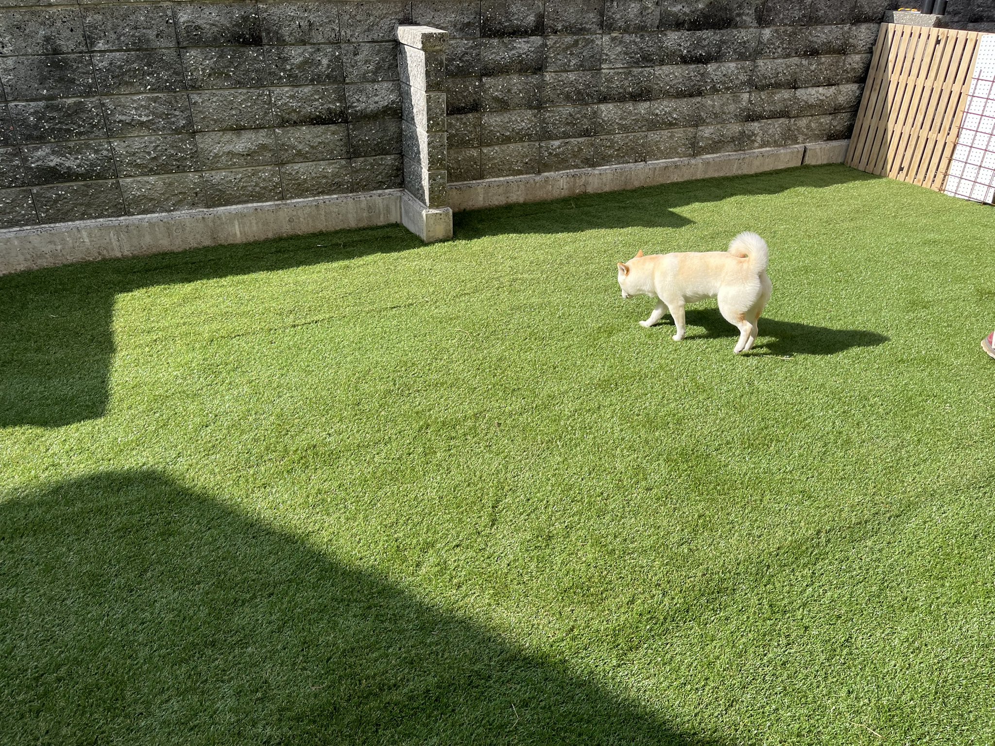 白柴こめり 裏庭をドッグラン風に仕上げ中 あと入口に柵ついたら完成かな 自宅ドッグラン T Co Bgtsyfxdmn Twitter