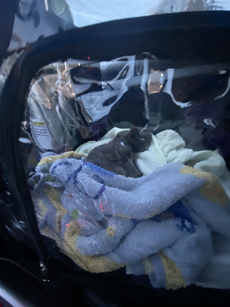 Freya, pal Pixie & Loki (Run Free🌈)! tweet media