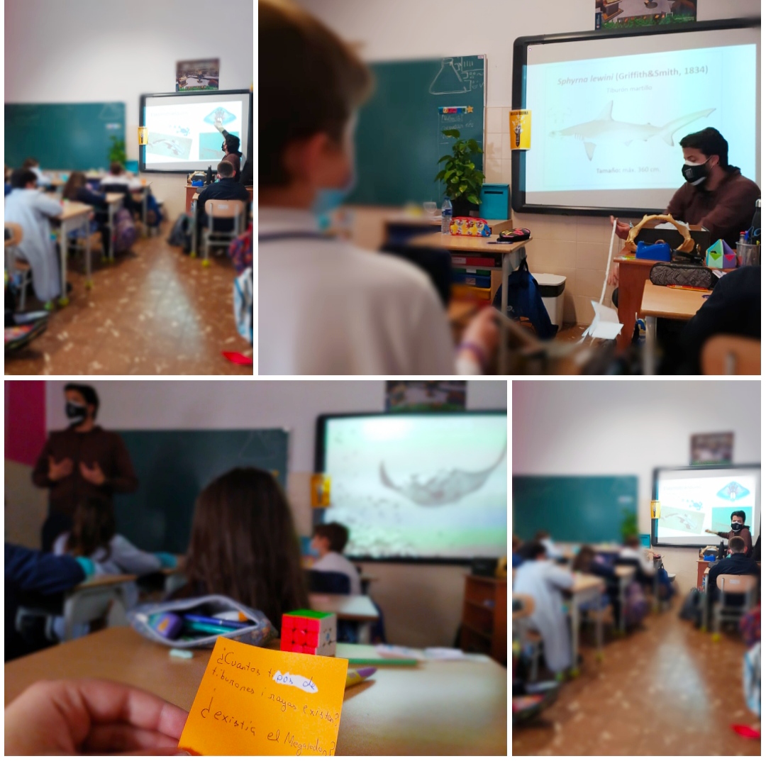 fecmips's tweet photo. Jaime Penadés, presidente de la Asociación LAMNA, compartió una charla-taller con #CuartoEP sobre tiburones🦈 y mantarrayas de la C.Valenciana y del Mediterráneo🌊.
👉Nuestros alumnos conocieron la importancia de cuidar a estas especies y muchas curiosidades➕.
@colegiosfec https://t.co/OJYjHB9BYd