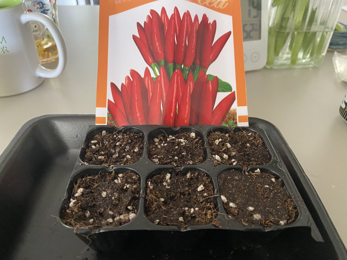 MadForMaple's tweet image. Starting more Takanotsume (Japanese Hawk Claw) Chili 🌶 Peppers. I’ve had great luck with this variety before while #gardening in #Shenzhen — #LockdownProjects