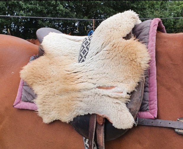 farm_wit's tweet photo. Our sheepskins have been organically tanned by @WelshTannery which means they are chemical free and ideal for over or under a saddle. #polo #polopony #saddle #Horses #sheepskin #horsegear #poloseason #horseriding #tackshop #softbottom https://t.co/IYcqOwdV4e