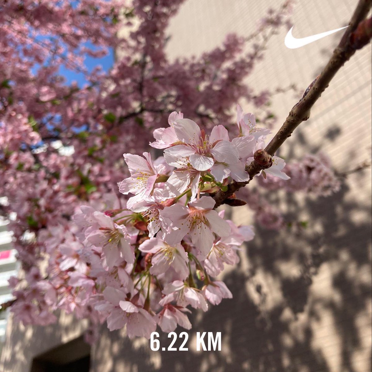 Ellie_staygold's tweet photo. 🌸だよね
一本だけ満開
気が早い子ちゃん
#Ellie通信
#nikeplus #nike #joggingandwalking https://t.co/pbIb8aROZo