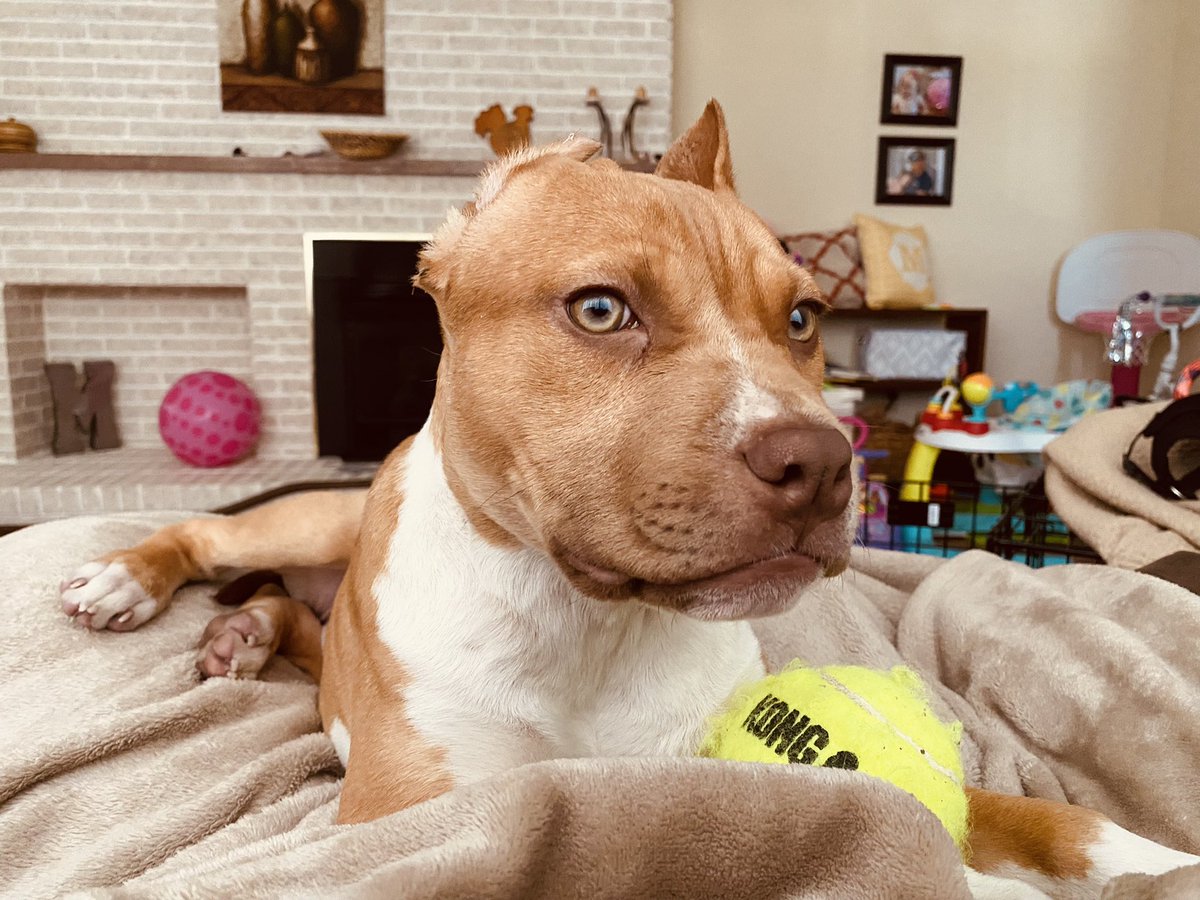 thuffman94's tweet photo. I promise you, my dog is cuter than yours. 🥺😍 https://t.co/Nn8Ywd7uAm