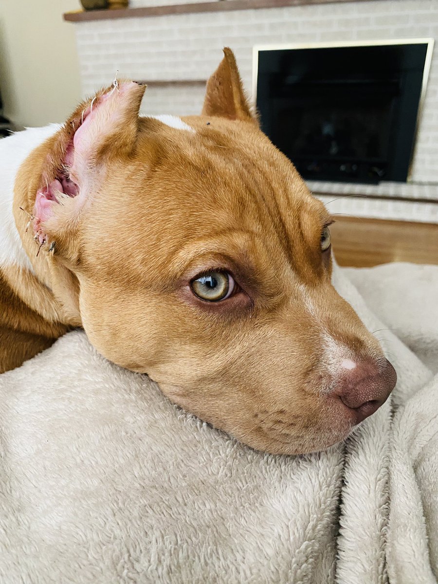 thuffman94's tweet photo. I promise you, my dog is cuter than yours. 🥺😍 https://t.co/Nn8Ywd7uAm