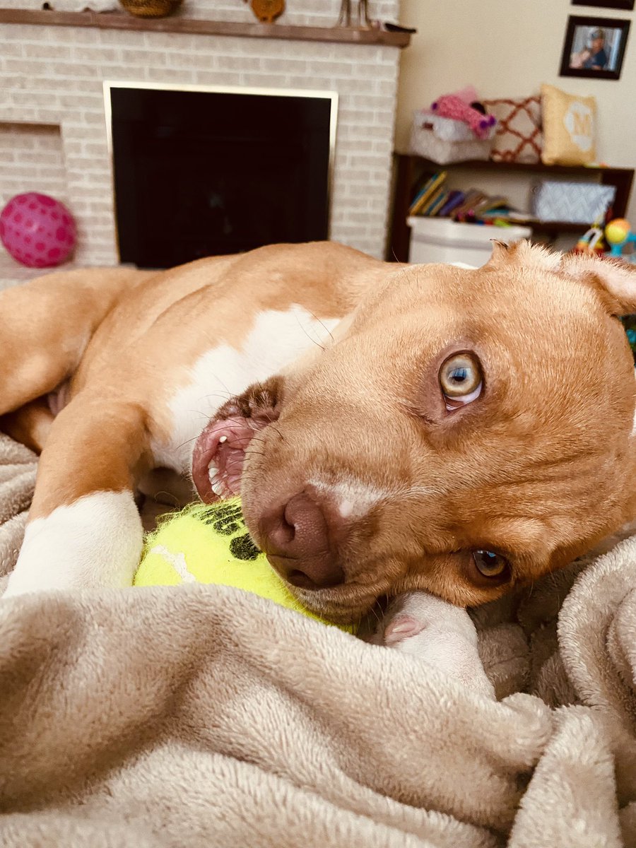 thuffman94's tweet photo. I promise you, my dog is cuter than yours. 🥺😍 https://t.co/Nn8Ywd7uAm