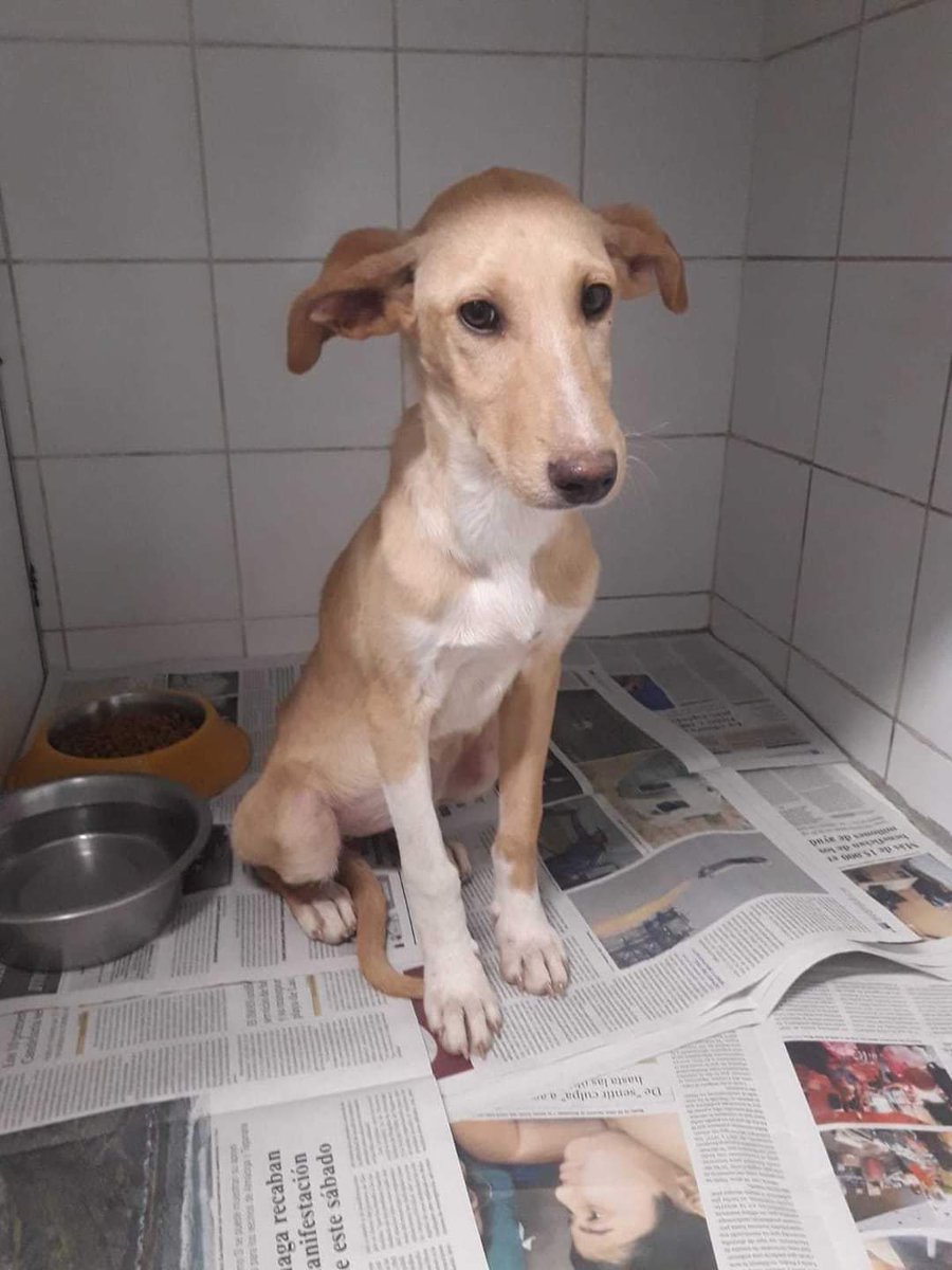 Encontrado en San Juan de la Rambla. Está en el Centro de Protección Animal Tierra. Por favor compartan. Muchas gracias