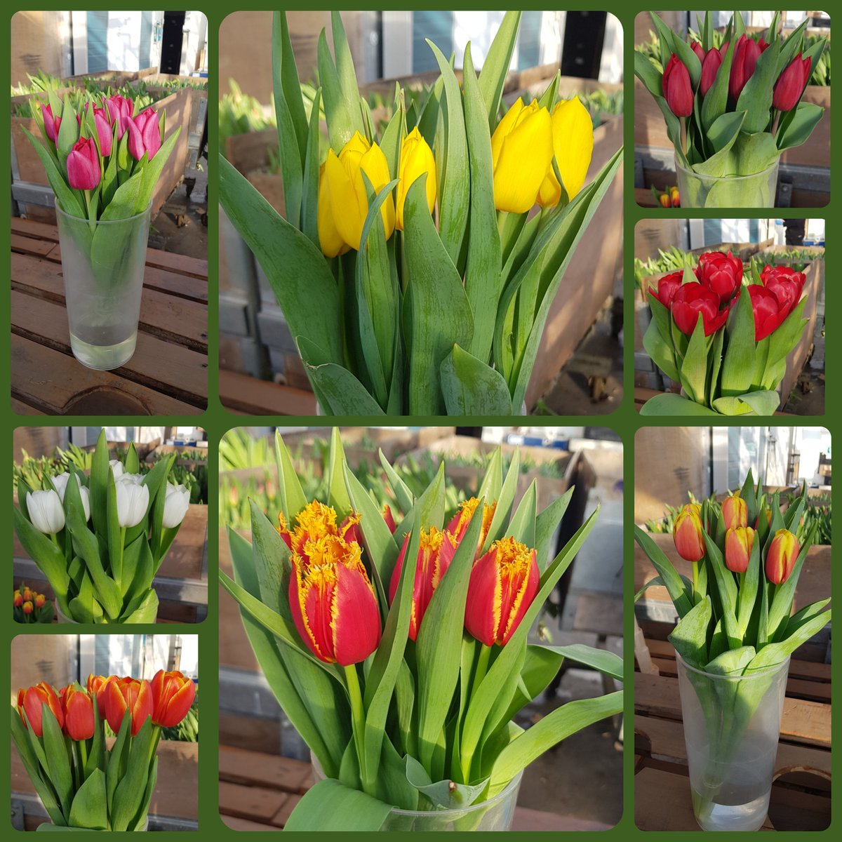 A few of this week's varieties including some trials. Now on the run in to #MothersDay, volumes building daily. #Britishflowers #Lovebritishtulips