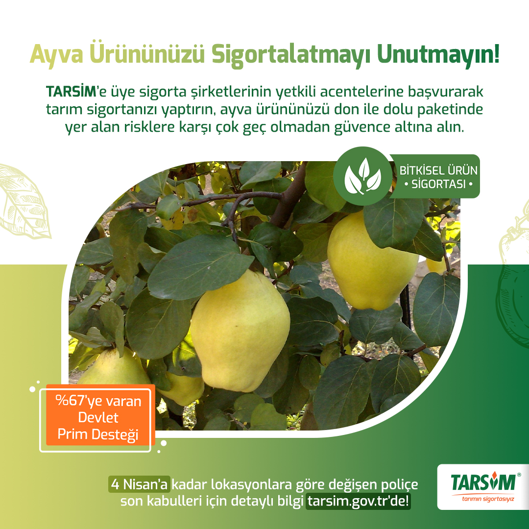 Ayva ürününüzü sigortalatmayı unutmayın!

#tarımsigortasızolmaz #tarımsigortası #tarsim #tarımınsigortasıyız
