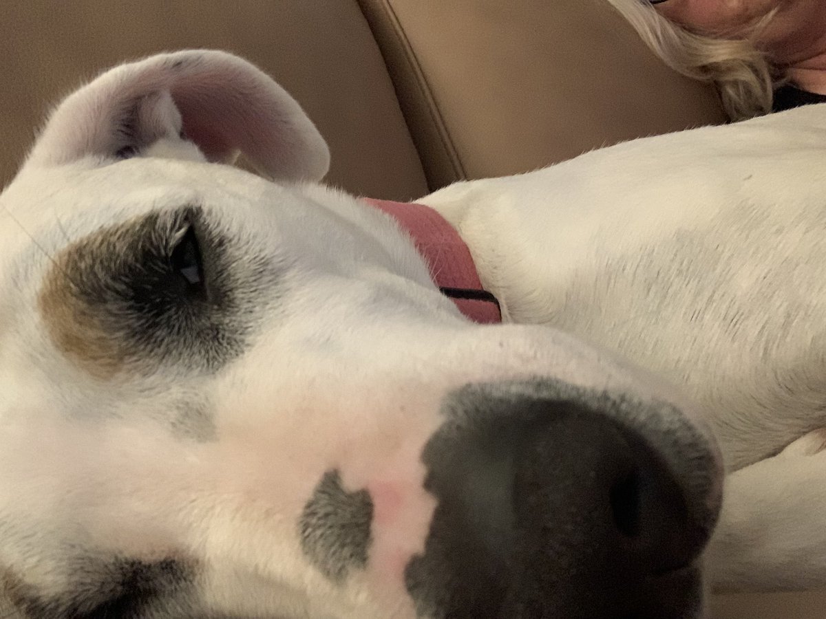 DaisyDog tweet media