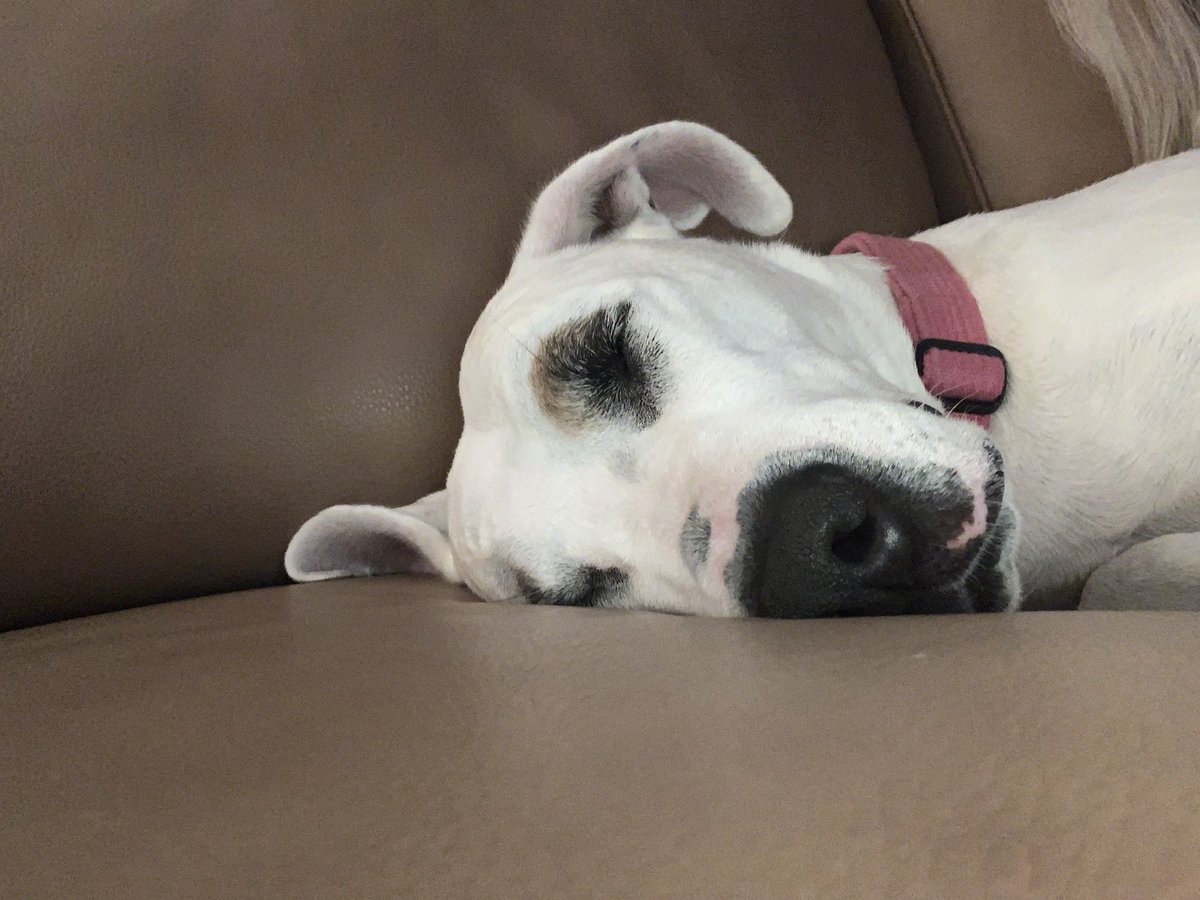 DaisyDog tweet media