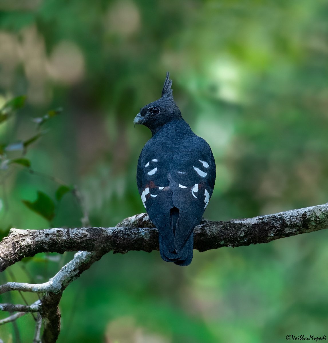 im-wildvaibhav tweet media