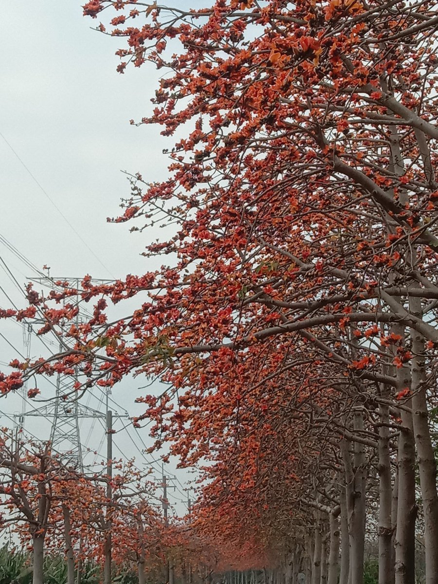 Xin10535705's tweet photo. 埤頭木棉花道 https://t.co/r61KshyZDW