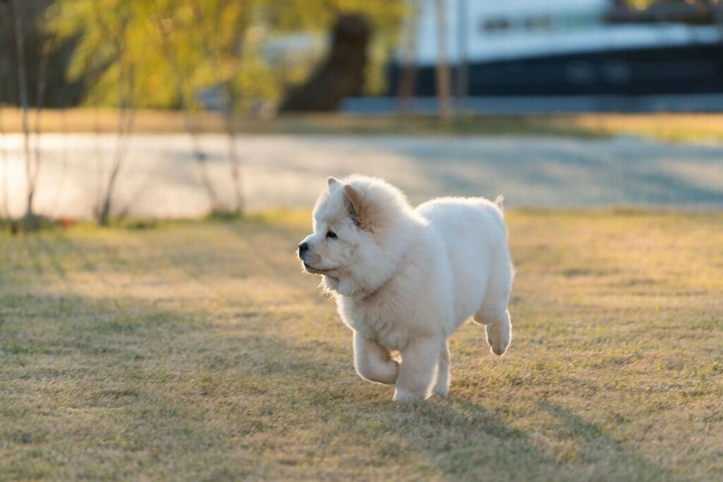 DogNeedsBest's tweet photo. Oh my, cute puppy.
#dogs #dogsofinstagram #doglover #chowchow #cutedogs #instadog #instapet #DogNeedsBest https://t.co/wjpQMBuioW