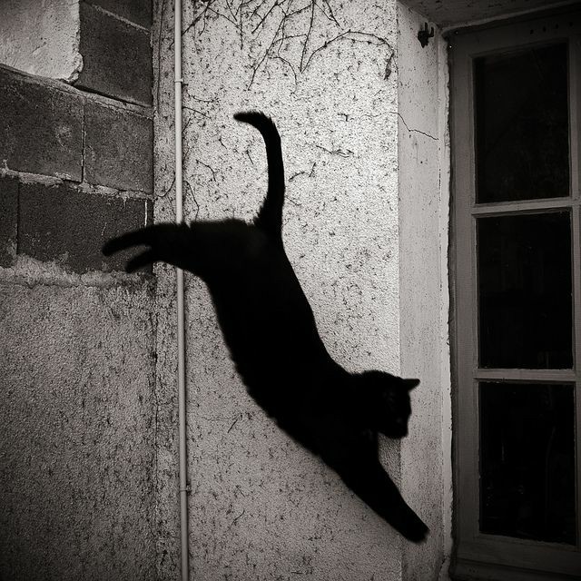 Voluntarias gracias 🐈