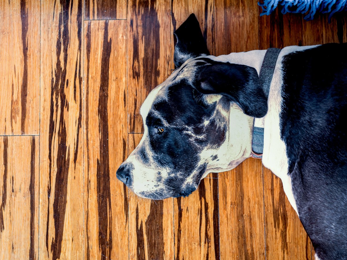 Bamboo is one of the best flooring for dogs and pet-friendly homes. Its natural hardness makes it more stain &amp; scratch resistant to traditional hardwood.

#flooring #interiordesign #homedecor #design #renovation #carpet #interior #construction #flooringideas #floors #home #wood