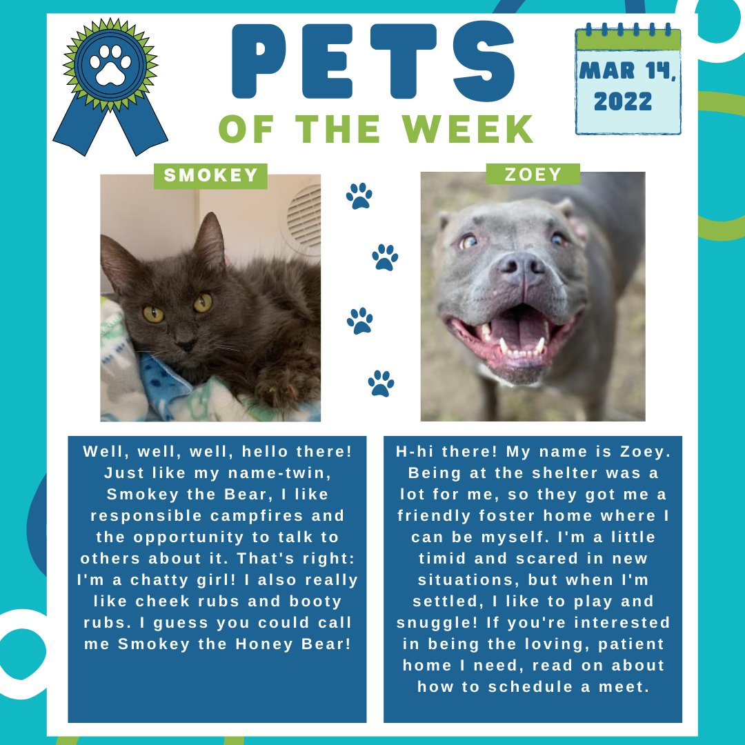 bmorehumane's tweet photo. Happy Monday! 🐈 🐕Learn more about Smokey, Zoey, and all of our adoptable animals at https://t.co/c0gH6oqjup! #PetsoftheWeek #BaltimoreHumane #AdoptLove #adoptdontshop #FureverHome #happymonday #adoptables #bearescuer #adopt https://t.co/4W7pJtKkmc