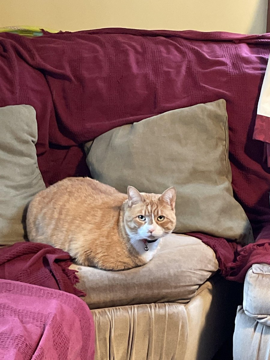 Chairman Meow Official 🐈 tweet media