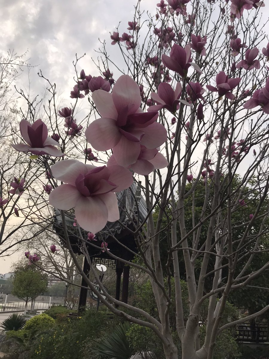 wenting2703's tweet photo. 玉兰花开了，好美😄 https://t.co/2PIO2onFlZ