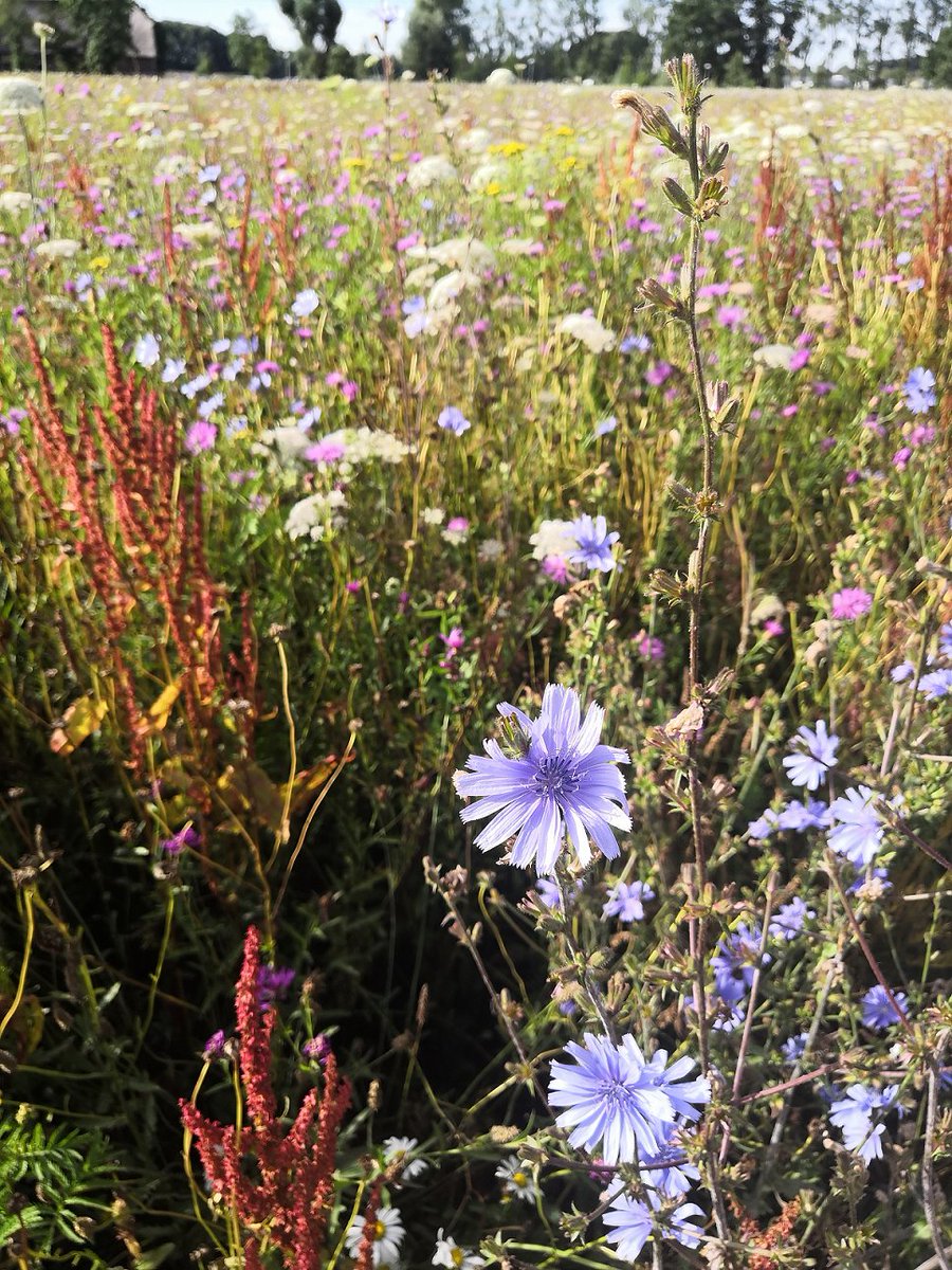 Wil jij er nou voor zorgen dat jouw tuin een fijne plek is voor wilde bijen? Dan hebben wij wat tuintips voor je! 🍃
🟣 Zorg van februari tot november voor een grote variatie aan bloemen gedurende verschillende seizoenen
🟣 Plant allerlei planten die geschikt zijn voor bijen