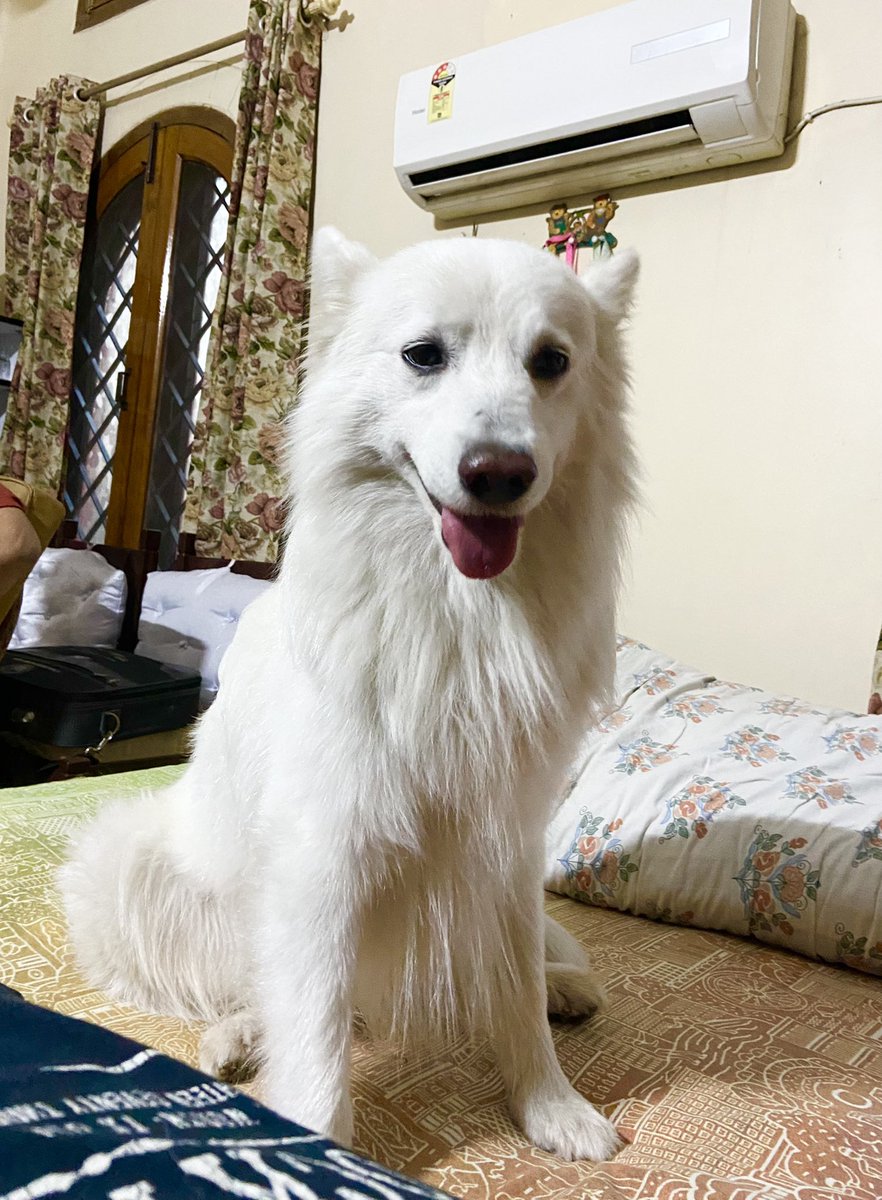 rufusgoodboy's tweet photo. Waiting for Dad to talk me for a walk!! #dog #dogsoftwitter #twitterdogs #pets #cute https://t.co/CZGir2euNN