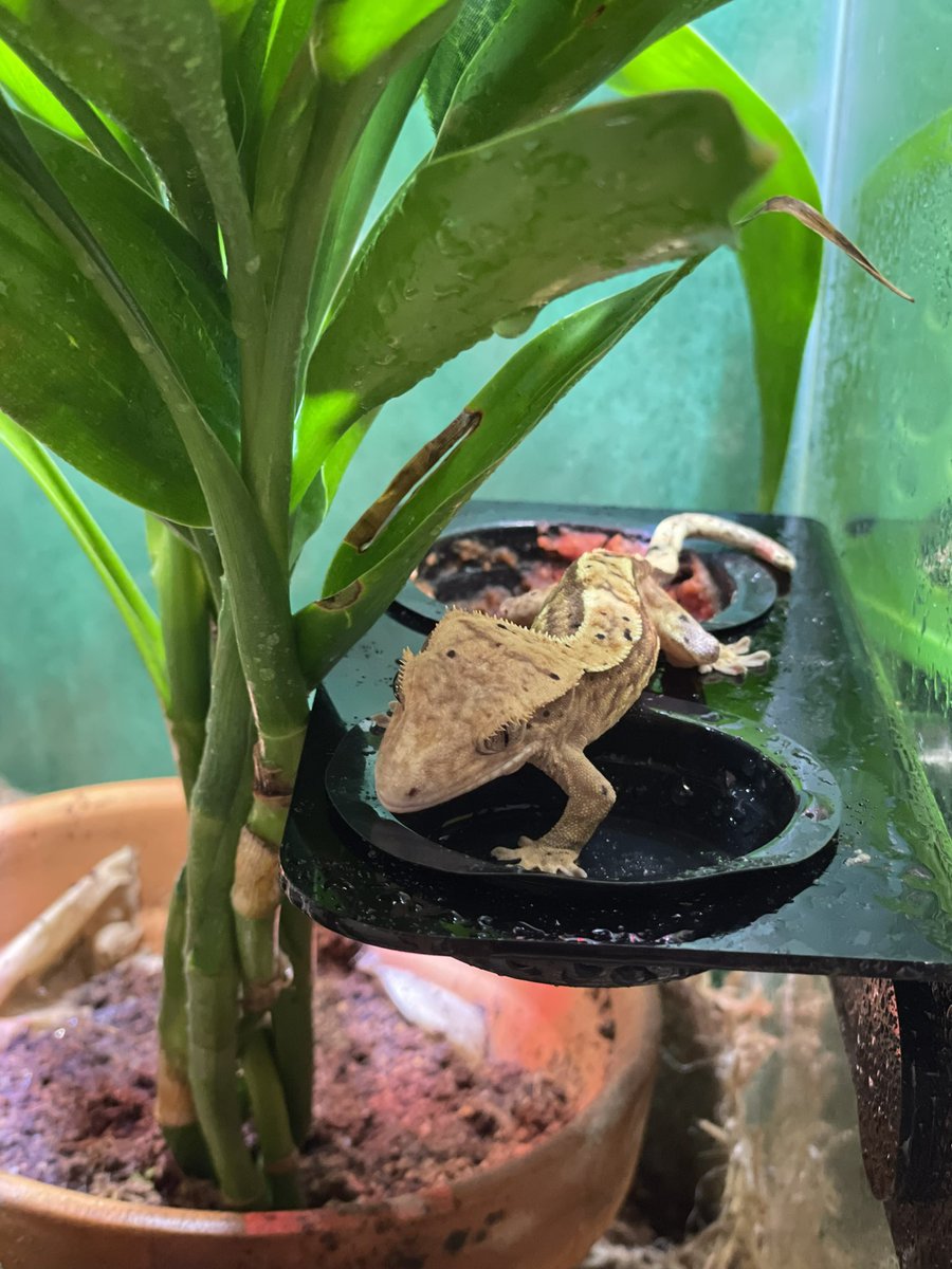 KWBPascal's tweet photo. Am I gracing everyone with my presence? Or am I looking for my Monday morning treats? #kwbpride https://t.co/ubNIUZV4CJ