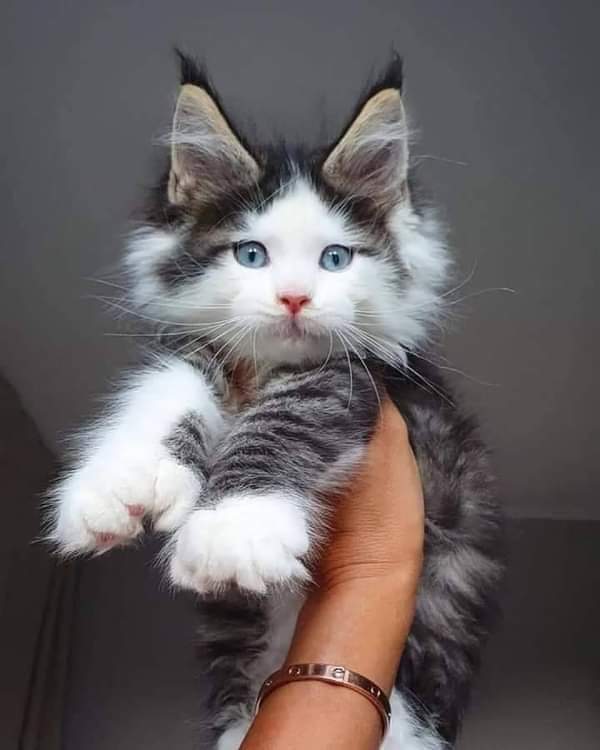 animaux_planete's tweet photo. Quelle beauté 🤍💙 https://t.co/l3jvH6Txlk