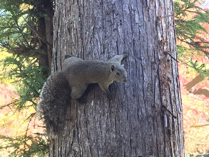 麻布大学 動物研究会 Azabu Douken63 Twitter 麻布大学 動物研究会 Azabu Douken63 Twitter