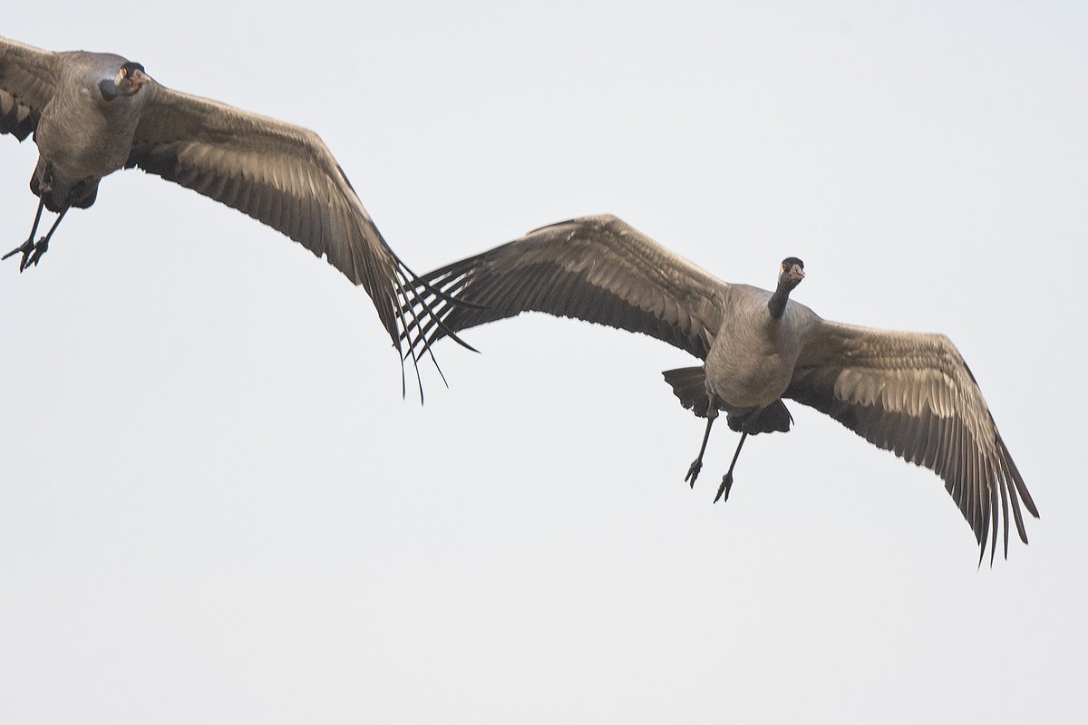Wandelen in #Drentse_Friese_Wold vlogen deze 2 #Kraanvogels me tegemoet.(Klik foto).#Grus_grus #Common_Crane <a href="/vogelnieuws/">Vogelbescherming NL</a> #Theus #Nature_Photography #Red_Phalarope @Natuurmonument <a href="/waarneming/">Waarneming.nl</a> <a href="/vroegevogels/">Vroege Vogels</a> @natuuronlin @naturanotitia #natuurfotografie #volgdenatuur #vogelskijken