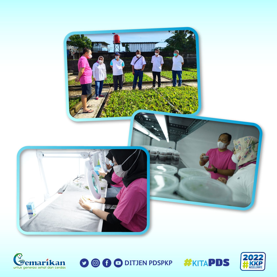 Humas Ditjen PDSPKP on Twitter "Berorientasi ekspor, mutu dari tanaman