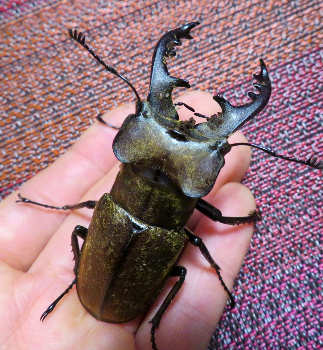 dragons7neo's tweet photo. WF1 愛知県犬山市産 72mm
自分好みの頭でっかちに羽化してくれました！
蝦夷ミヤマも好きですが、フジ型も好みなので今春ブリード予定です😊 https://t.co/m0DwCxOh3O