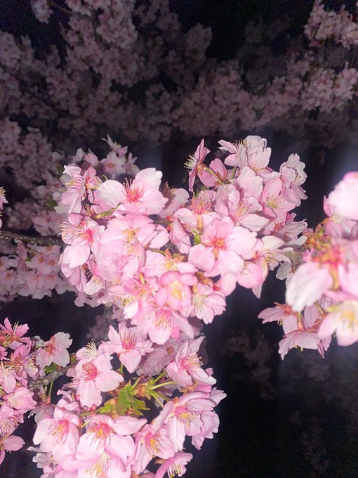 夜桜 高画質 のtwitterイラスト検索結果 古い順