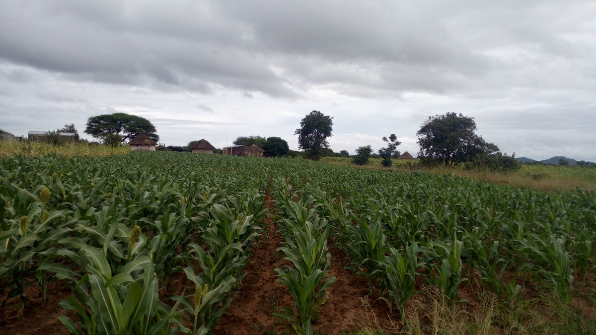 Small grain and Organic farming, the way to fight Climate change and ensure sustainable farming at the dry margins
