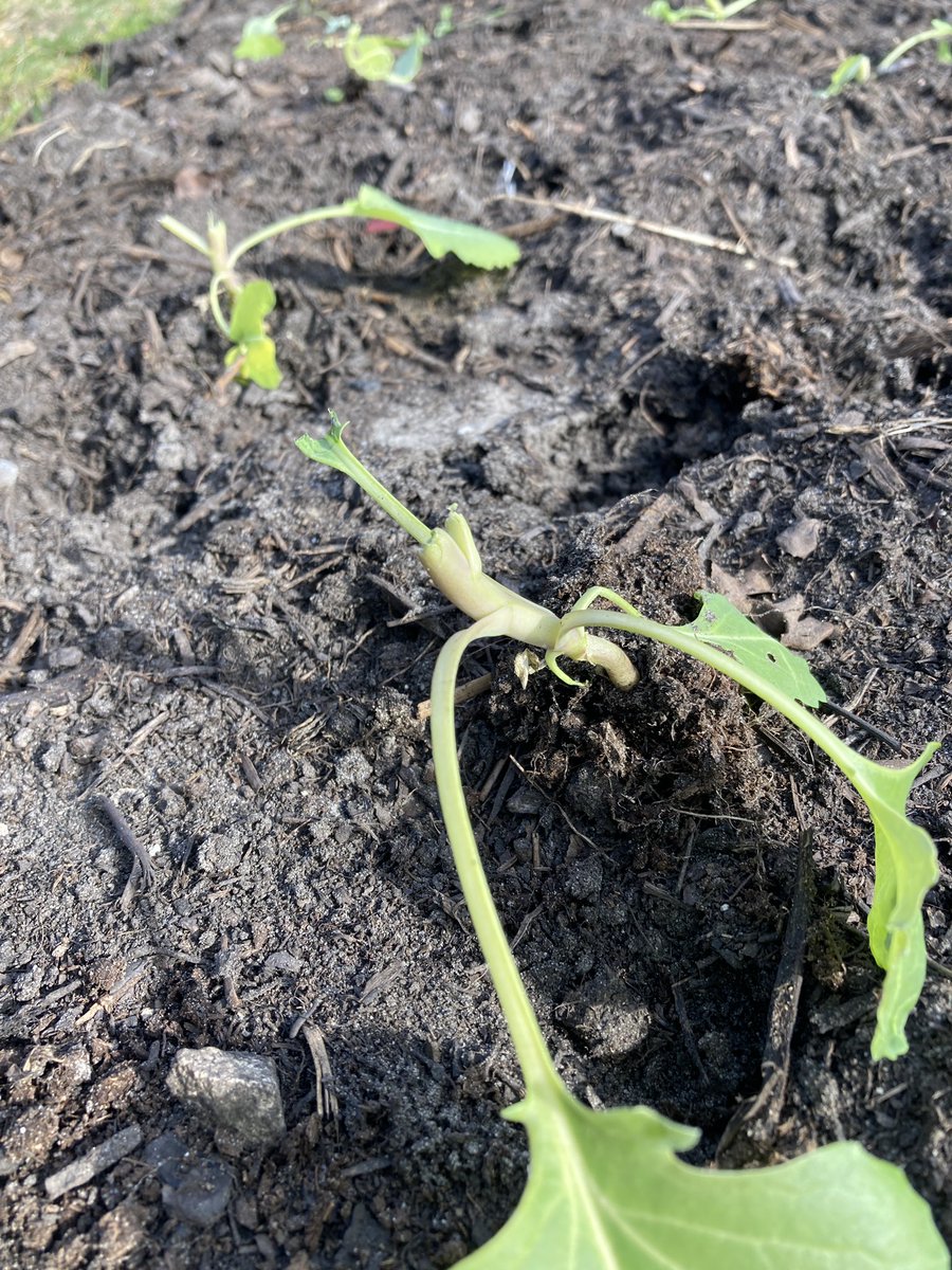 We hebben dit weekend bezoek gehad van een ree, die heerlijk heeft zitten knabbelen aan onze net uitgeplante ‘weeuwenteelt’ spitskool. Deze kooltjes hebben eind oktober 2021 gezaaid, overwinterd in de kas, net uitgeplant, en nu hap slik weg (2/3 staat ver nog)! #biologisch