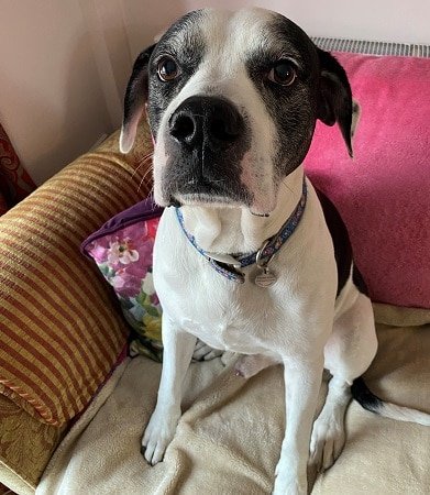 Unfortunately Sullivan despite being a very good boy is too strong for his current fosterer. Could you offer a suitable foster home for our lovely lad ?
oldies.org.uk/2022/urgent-ap…