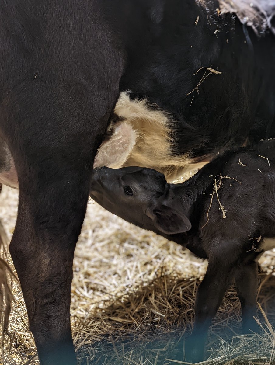 ahimsamilk's tweet photo. Cocoa has plenty of milk almost dripping from her. She often walks behind the baby and licks her to encourage her to suckle. It seems that Willow does not need to be asked twice. ๐ฅฐ
#willow #babycow #namethatcow #cowselfi https://t.co/pbeZG4kCei