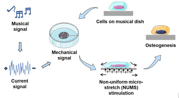Researchers proposed a novel cell stretcher, “musical dish”, which unprecedentedly used the conversion of musical signals to mechanical ones to realize the regulation of stem cell fate by micro-stretch. 

zju.edu.cn/english/2022/0…

#ZJUresearch #SDG3 #bonetissue