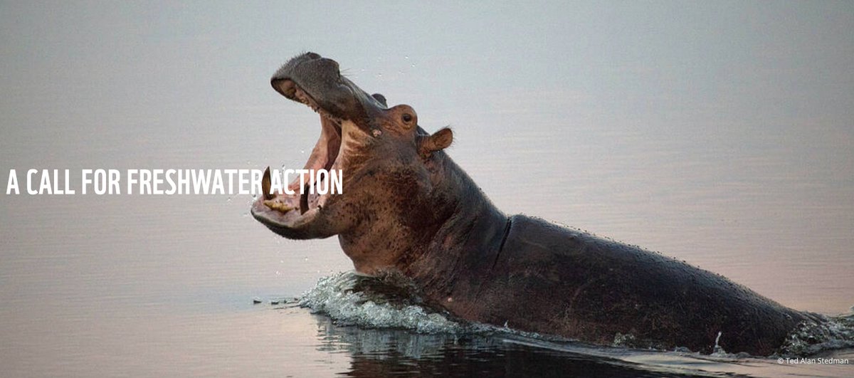 An important and timely open letter from <a href="/WWF/">WWF</a>, asking that #freshwater is elevated to same #conservation priority as 'land and ocean'. 

Sign now to help protect the planet's #rivers, #lakes and #wetlands ✍️ 

wwf.panda.org/discover/our_f…