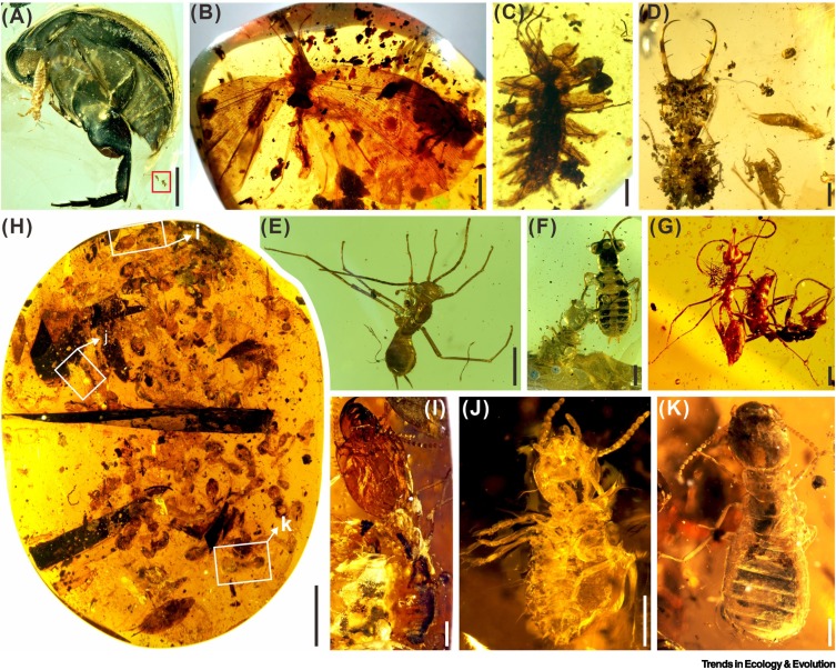 Review article out now!

Ecological radiations of insects in the Mesozoic

by <a href="/BoWANG_amber/">Bo WANG</a> Chunpeng Xu &amp; Edmund Jarzembowski dlvr.it/SLfxTh