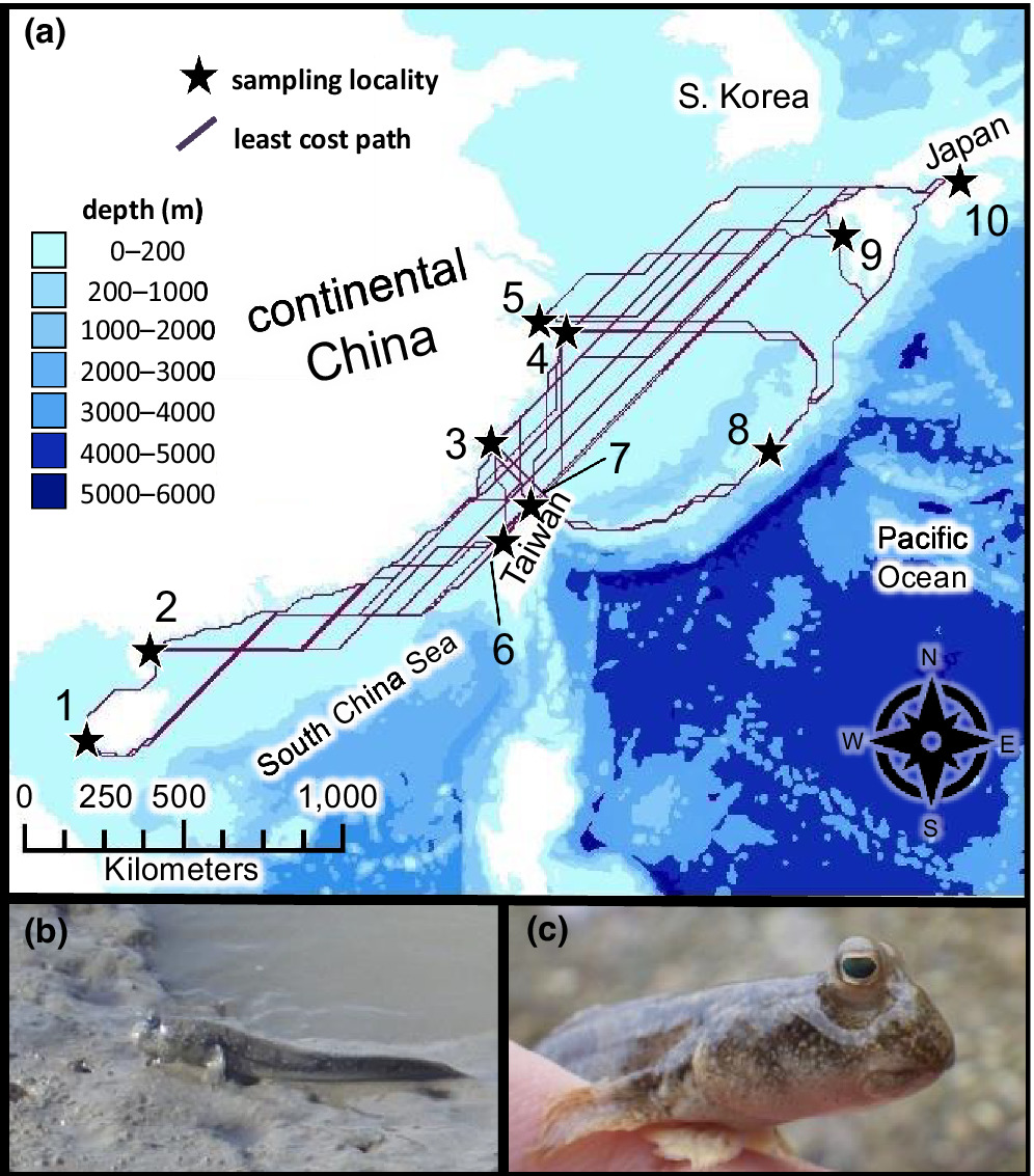 JBiogeography's tweet photo. Genomic analyses show that amphibious mudskipper (P. modestus) populations are genetically connected along expansive coastlines, but are highly differentiated across water.
https://t.co/yXdGOfWeh2
@JCorush
#Mudskipper #RADcap #SeascapeGenomics https://t.co/Q0zM6rkOp6