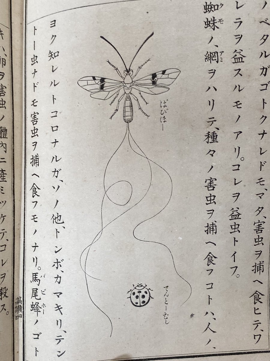 虫注意 古い教科書に描かれた虫の絵の傍らにある ばびほー という謎の文字 一体何 答えが判明 響きかわいいな Togetter