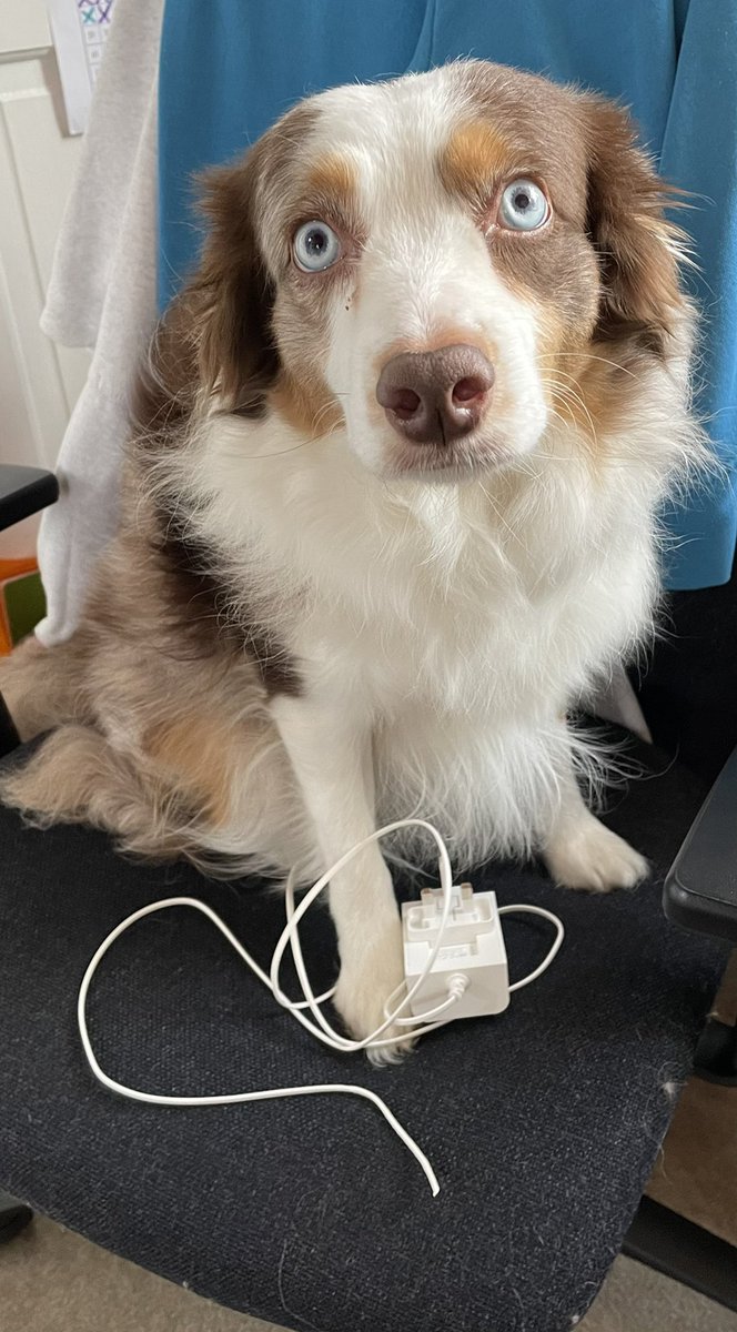 jd101uk's tweet photo. @ring_uk Hi Ring meet  Ren (4 year old) who is a good boy but with all that has happened over the last 2 years and we have started back at work he got a little nervous and chewed through door bell wire when we went to work😞 Any chance you could help us out🐾🐾 https://t.co/jvwwkVV8dF